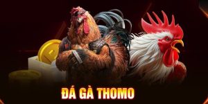 Những thông tin cơ bản về hình thức đá gà Thomo trực tuyến
